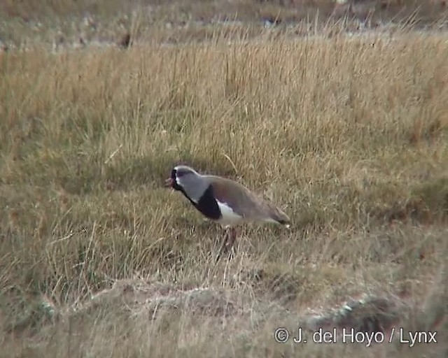 Southern Lapwing (chilensis/fretensis) - ML201287591