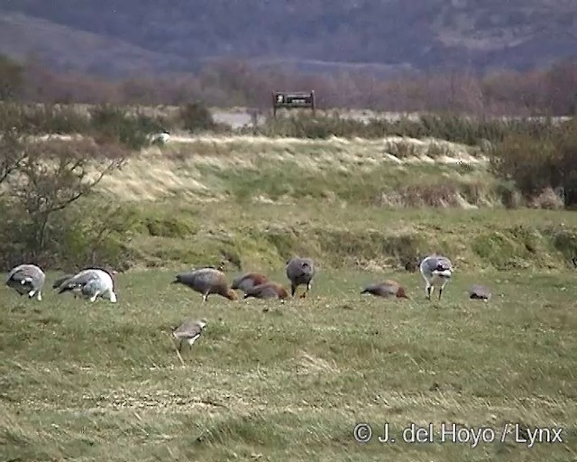 Southern Lapwing (chilensis/fretensis) - ML201287731