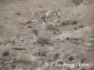 Peruvian Thick-knee - ML201287741