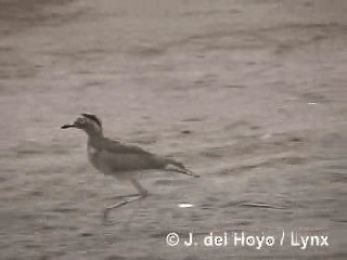 Peruvian Thick-knee - ML201287751