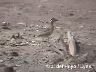 Peruvian Thick-knee - ML201287761