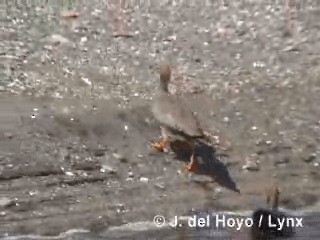 Ruddy-headed Goose - ML201287781