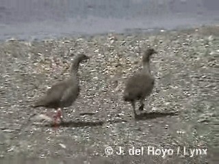 Ruddy-headed Goose - ML201287791