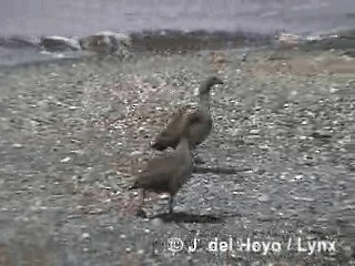 Ruddy-headed Goose - ML201287801