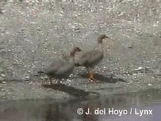 Ruddy-headed Goose - ML201287811