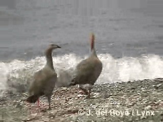 Ruddy-headed Goose - ML201287821