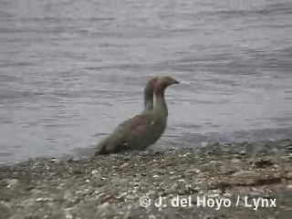 Ruddy-headed Goose - ML201287831