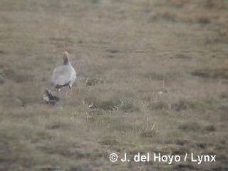 Ruddy-headed Goose - ML201287841