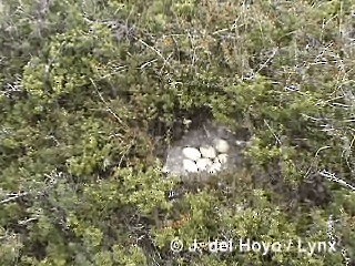 Ruddy-headed Goose - ML201287851