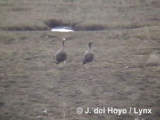 Ruddy-headed Goose - ML201287861