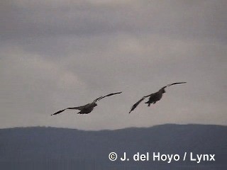 Ruddy-headed Goose - ML201287871