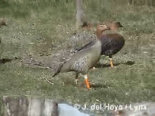 Ruddy-headed Goose - ML201287881