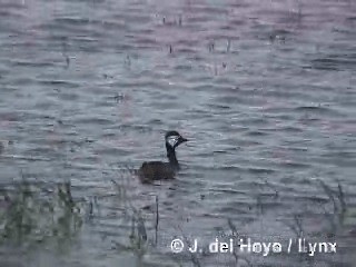 White-tufted Grebe - ML201287951