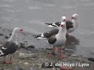 Dolphin Gull - ML201288121