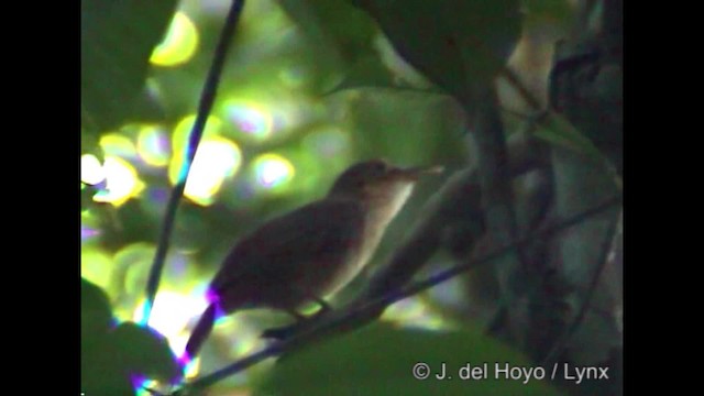 Ochre-throated Foliage-gleaner (turdinus) - ML201288151