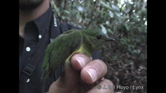 Turuncu Karınlı Manakin - ML201288171