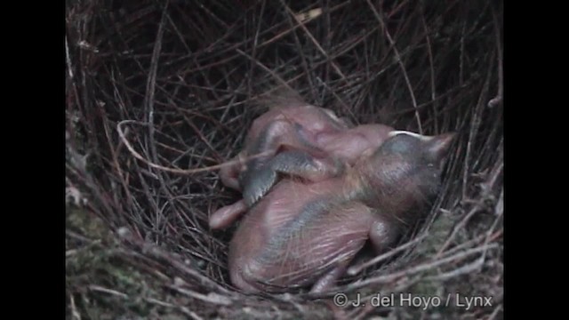 White-necked Thrush (Gray-flanked) - ML201288211