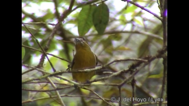 Golden-bellied Euphonia - ML201288221