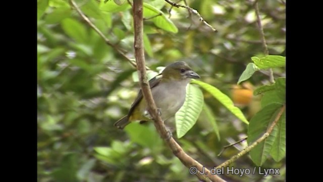 Golden-bellied Euphonia - ML201288231