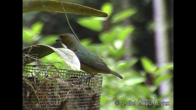 Golden-bellied Euphonia - ML201288241