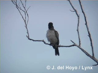 Tyran tête-police (groupe caudifasciatus) - ML201288261