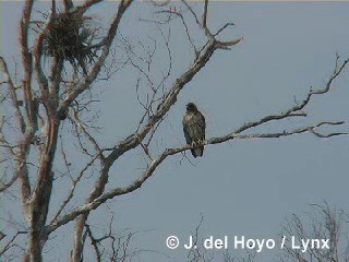 Broad-winged Hawk (Caribbean) - ML201288271