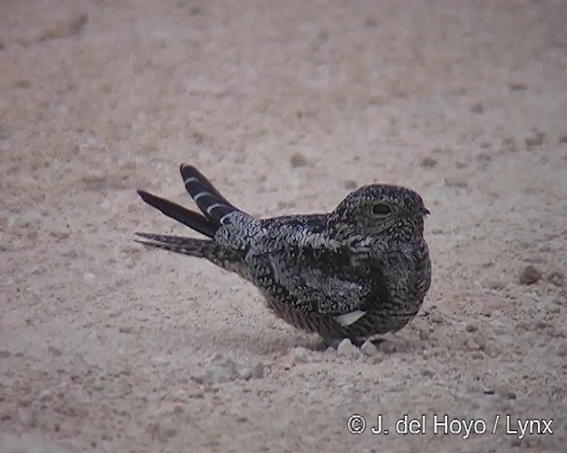 Antillean Nighthawk - ML201288331