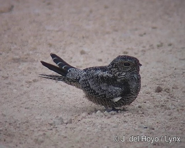 Antillean Nighthawk - ML201288341