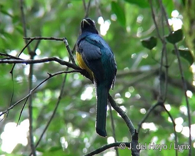 Atlantic Black-throated Trogon - ML201288401