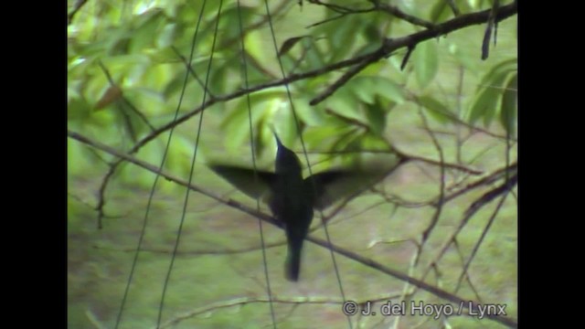 Colibrí Pechigrís (largipennis) - ML201288411