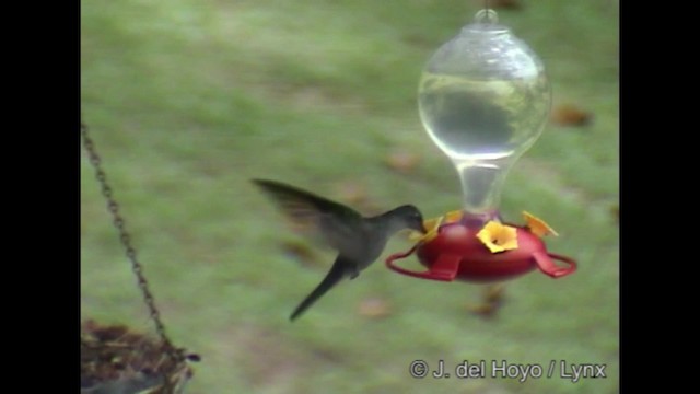kolibřík nymfový - ML201288421