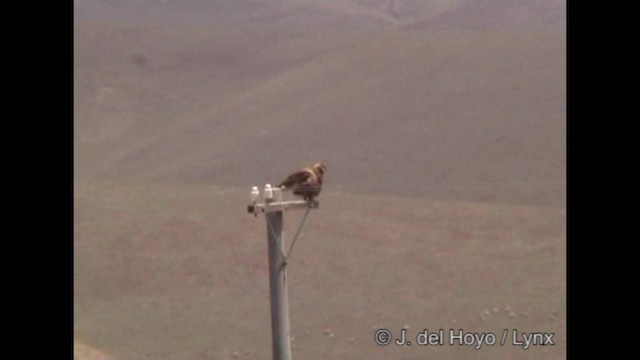 Upland Buzzard - ML201288441