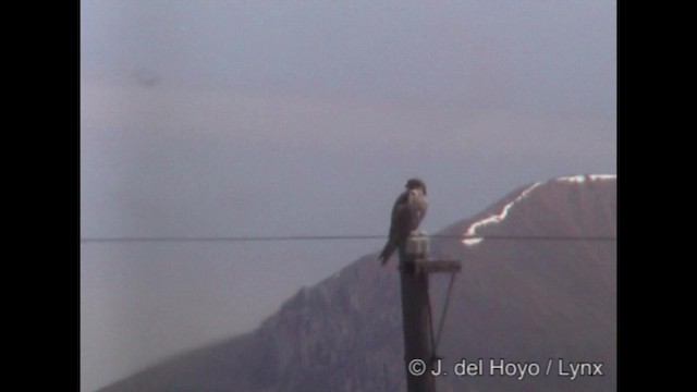 Saker Falcon - ML201288451