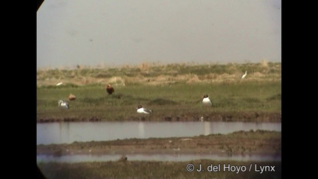 Pallas's Gull - ML201288481