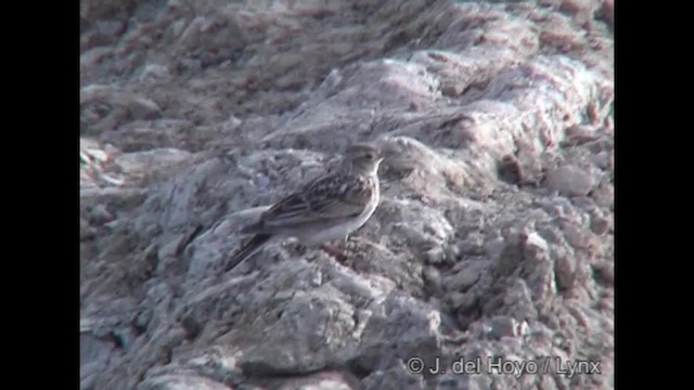 Oriental Skylark - ML201288521