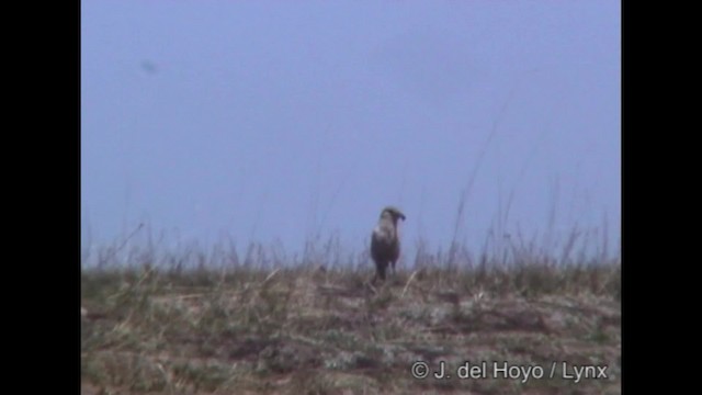 Carbonero Terrestre - ML201288571