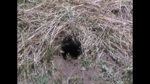 Ground Tit - ML201288581