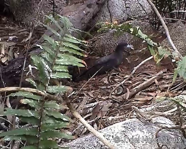 Wedge-tailed Shearwater - ML201288611