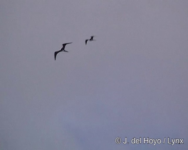 Great Frigatebird - ML201288621