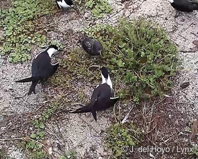 Sooty Tern - ML201288641