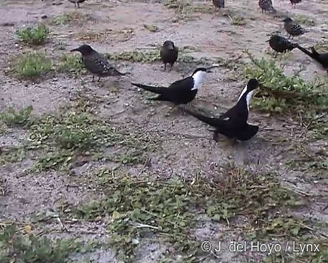 Sooty Tern - ML201288651