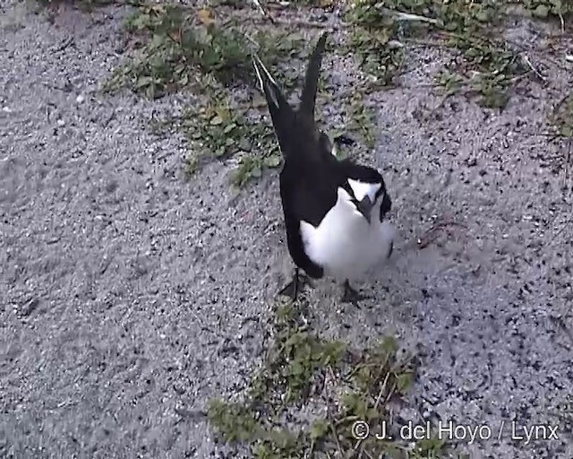 Sooty Tern - ML201288661