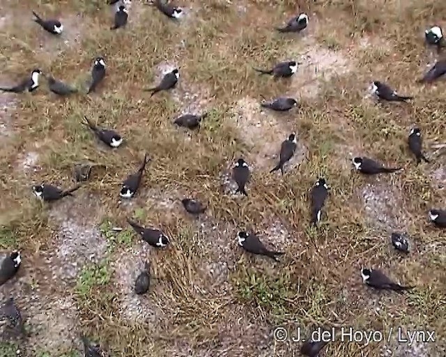 Sooty Tern - ML201288671