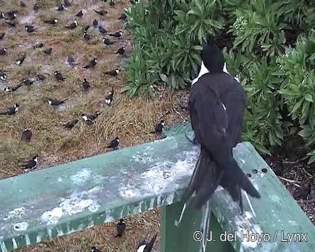 Sooty Tern - ML201288691