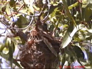 Olive-backed Oriole - ML201288761