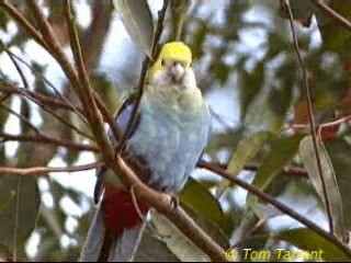 ホオアオサメクサインコ - ML201288771