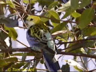 Pale-headed Rosella - ML201288781