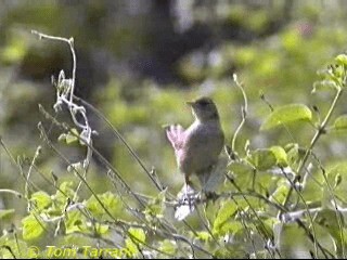 Tawny Grassbird - ML201288791