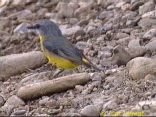 Eastern Yellow Robin - ML201288811