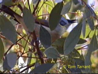 Gray-headed Honeyeater - ML201288861